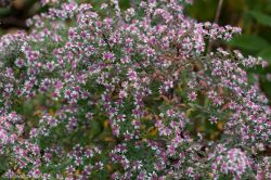 Asteraceae Asteraceae