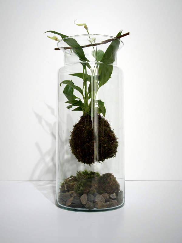 Hangende Kokedama