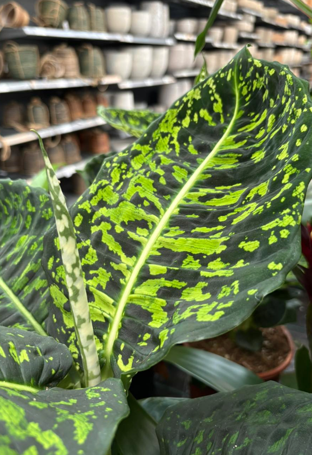 Kamerplanten shoppen met korting!