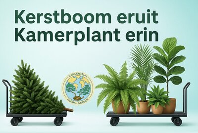 Kerstboom eruit, kamerplant erin