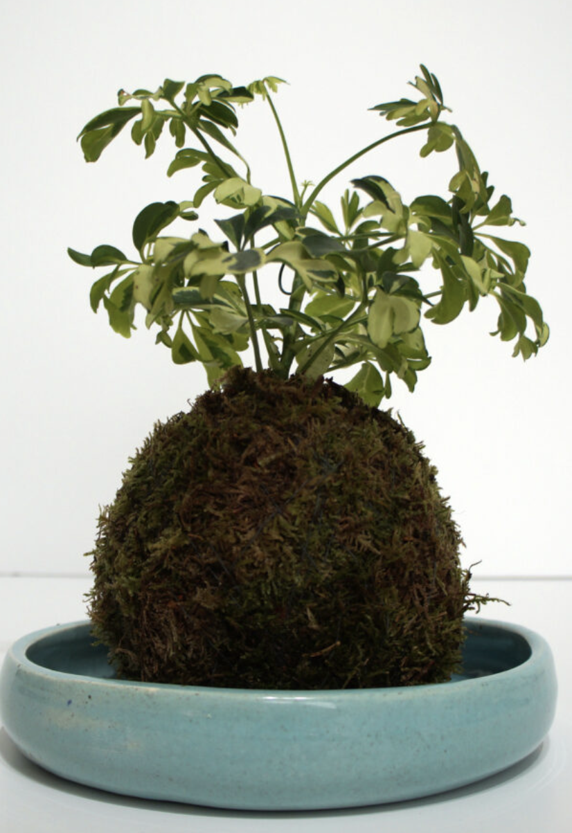 Kokedama workshop