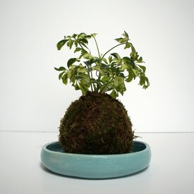 Kokedama workshop