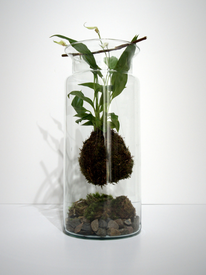 Workshop Hangende Kokedama