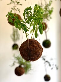 Workshop Hangende Kokedama
