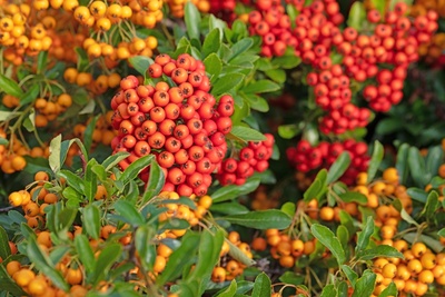 Betoverende bessenstruiken in de herfst