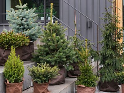 Kerstsparren: tuinplanten van de maand december 2019