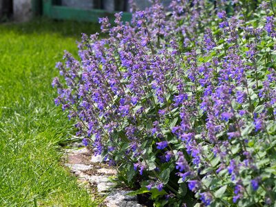 10 Tuinplanten die weinig water nodig hebben