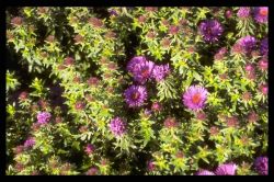 Asteraceae
