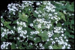 Boraginaceae