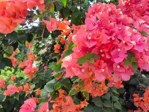 Bourgainvillea