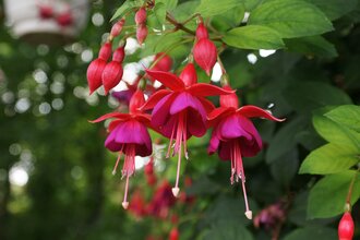 Fuchsia