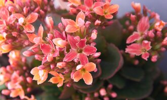 Kalanchoë