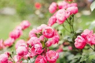 Rozen