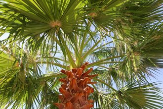 Tropische tuinplanten