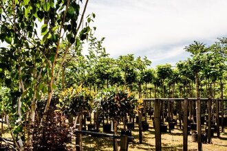 Tuinplanten en bomen