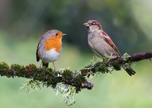Vogels in de tuin