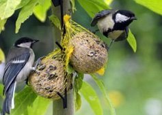 Vogels in de tuin